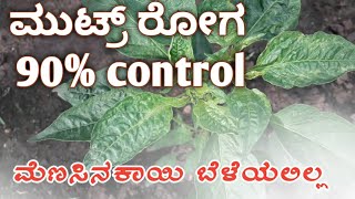 ಮುಟ್ರ್ ರೋಗ 90% control ll ಮೆಣಸಿನ ಕಾಯಿ ಬೆಳೆಯಲ್ಲಿ ll Chilli forming