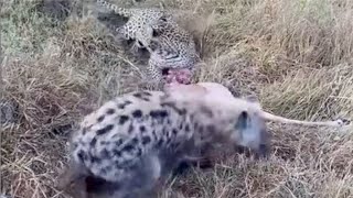 Lioness steals from leopard and hyena