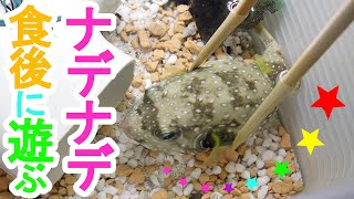 サザナミフグ　生エビとアサリぱっくぱく！食後にナデナデして遊んじゃう♪　毒魚　爆食　大食い　食いしん坊　pufferfish　ikan buntal　ปลาปักเป้า　baiacu　cá nóc