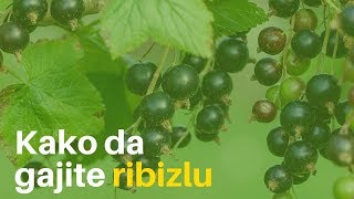 Kako da gajite ribizlu - cenjeno i zdravo voće