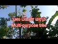 கிளைரிசிடியா ஒரு பல பயன் மரம் gliricidia sepium a multi purpose tree.