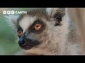 The Emotions of Motherhood in Primates | Natural World Mothers and Babies | BBC Earth