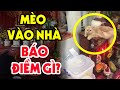 Đột Nhiên Mèo Chạy Vào Nhà Báo Điềm Gì? Chớ Vội Xua Đổi Mà Hãy Xem Ngay Video Này