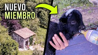 #20 🍼 Avances CABAÑA de Piedra CENTENARIA | ¡Llegó YIN a Construyendo en el Paraíso!