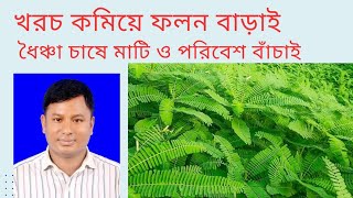 সবুজ সার হিসেবে ধৈঞ্চার চাষ/জমির উর্বরত বৃদ্ধিতে ধৈঞ্চার চাষ-২০২৪