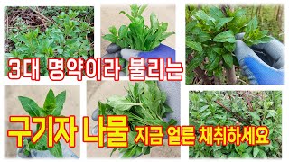 구기자순채취하기,구기자순먹는법,구기자순효능,구기자순 나물무침,구기자순차 만드는법