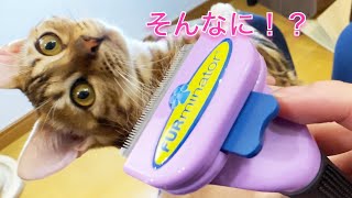 ブラッシングでファーミネーター（短毛種用）を使ったらごっそり取れちゃった子猫（ベンガル猫ぱる）