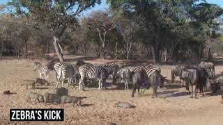 GenYoutube net 10 CRAZIEST ANIMAL FIGHTS CAUGHT ON CAMERA