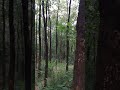 seshachalam forest red sandalwood trees shorts