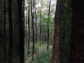 Seshachalam Forest Red Sandalwood Trees #shorts