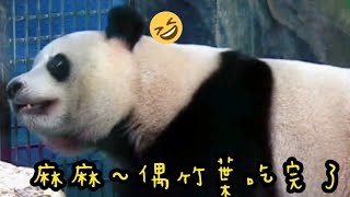 圓寶網格邊看圓圓，小表情很多很可愛|熊貓貓熊The Giant Panda Yuan Yuan and Yuan Bao|台北市立動物園