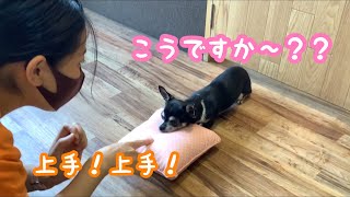 犬の幼稚園　ポメラニアン　マルプー　チワワ　ペキポメ　　ふれあい　お勉強　マテ　オテ　アゴ　トリック　わんわんようちえん