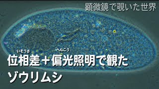 ゾウリムシ偏光＋位相差照明　【淡水の原生生物】