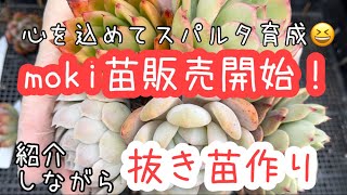 【多肉植物】販売済みだけど苗紹介！こんな苗販売します！