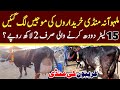 Today Malumor Mandi Jhang Rates Update | Cows Fresh Rates Update | Cow Mandi