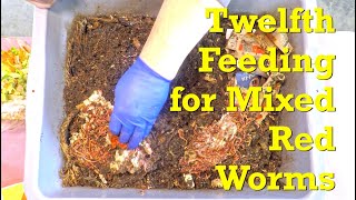 Mixed red worms in twine bedding treated to leafy top dressing after feeding - vermicompost