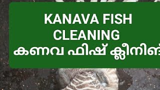 കണവ ഫിഷ് ക്ലീനിങ് kanava fish cleaning