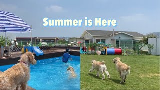 [퍼피워킹 일기] EP.5 예비 장애인도우미견 겨울이 견생 첫 수영 도전 | Goldendoodle puppy first time swimming