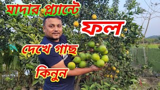 Biswas nursery.বিশ্বাস নার্সারির মাদার প্লান্ট ও চারা দ্যাখাবো আজ।