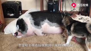 The owner keeps a husky and a pig, and every time he tries to wake the pig up, he tries his best