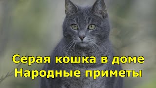 Серая кошка в доме приносит своему хозяину удачу. Народные приметы