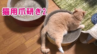 爪研ぎを猫たちは使ってくれるか？【♀猫こむぎ＆♂猫だいず】