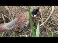 北海道　自然の中でコウライキジ　iphoneで撮影　hokkaido nature