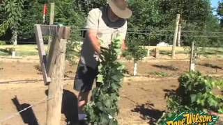 Backyard Orchard Demo - First Pruning part two