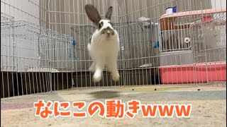 フィーバー中のうさぎさんの動きが面白すぎるw