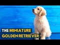 Miniature Golden Retriever: All the Qualities of The Golden Retriever In A Smaller Package!