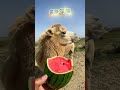 my camel was hungry giving him a watermelon camel camelinthedesert animals whitecamel