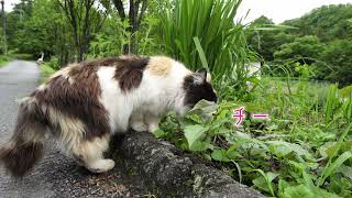 規則正しくリズムに乗り、鳴き声を連発してお出迎えしてくれた長毛の可愛すぎる三毛猫。|旅猫ロマン 秩父の里より｜おしゃべり猫