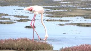 Greater Flamingo