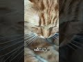 猫さん花粉症になる　 shorts 猫