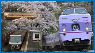 【桜花爛漫】春の伯備線 381系やくも 最後の桜街道をゆく 2024.04【1080p 60fps】