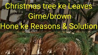 Christmas tree🎄/Araucaria Norfolk Pine Island ke leaves girne/Brown hone  ke reasons \u0026 Solution