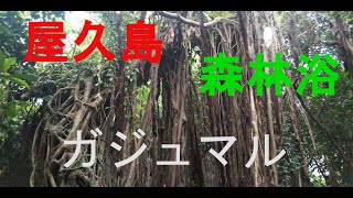 志戸子ガジュマル公園