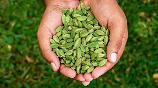 CardaMom🎋