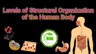 Levels of Structural Organization of the Human Body || Basic Concept || Easy to Understand