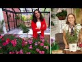 Roberta's 1-Piece Proven Winners Oso Easy Rose Live Plant on QVC