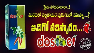 మిరపలో నల్లతామర (Black Thrips) పురుగు సమస్యా..?  భయపడకండి.... ఇదిగో పరిస్కారం..!