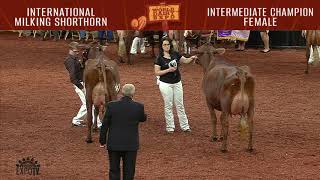 936 Milking Shorthorn Intermediate Champion