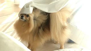 番犬ポメラニアン【Watchdog Pomeranian】