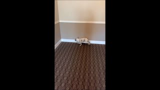 Dog Walking Around as He Scratches His Head Against Wall