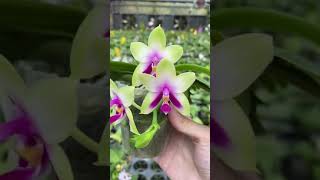 Phal. bellina 貝麗娜的各種表現