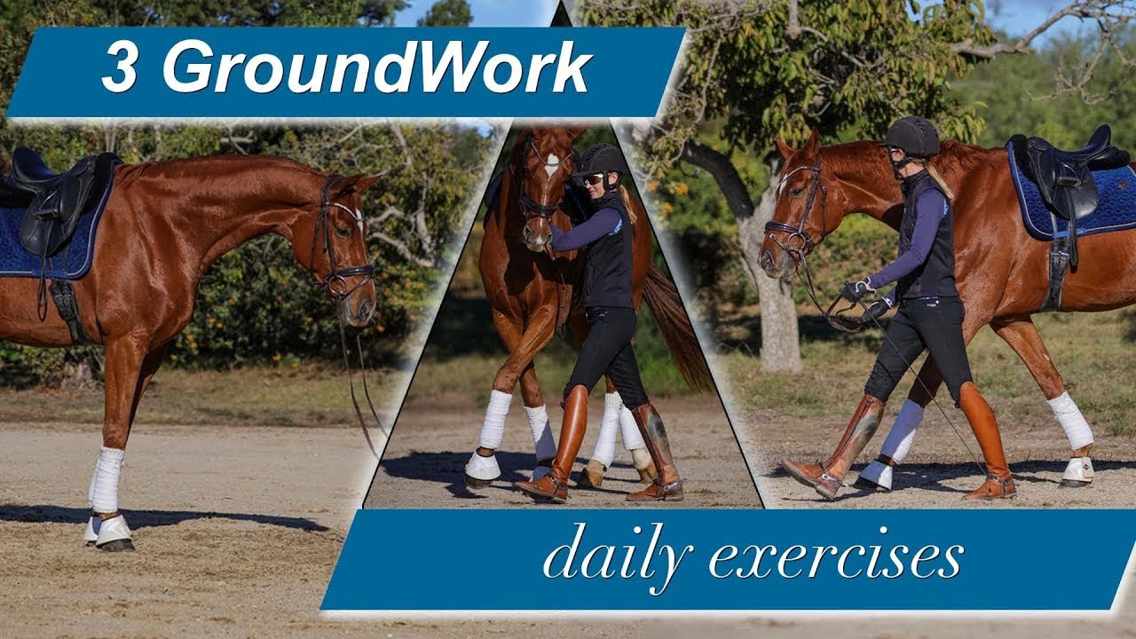 The Three Quick Groundwork Exercises WILL Relax And Focus Your Horse ...