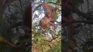 # Baby monkey trying to steal food from its mother 🐒 #monkey #animals #thedodo #saveanimal #shorts