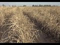 'Wait and see' approach to sugarcane freeze damage