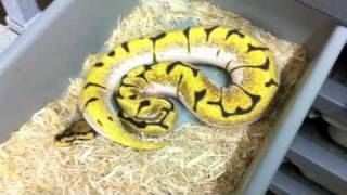 Morphs 101 - Dream Bee