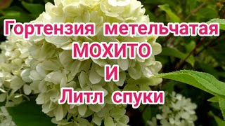 Гортензия метельчатая Мохито и Литл Спуки